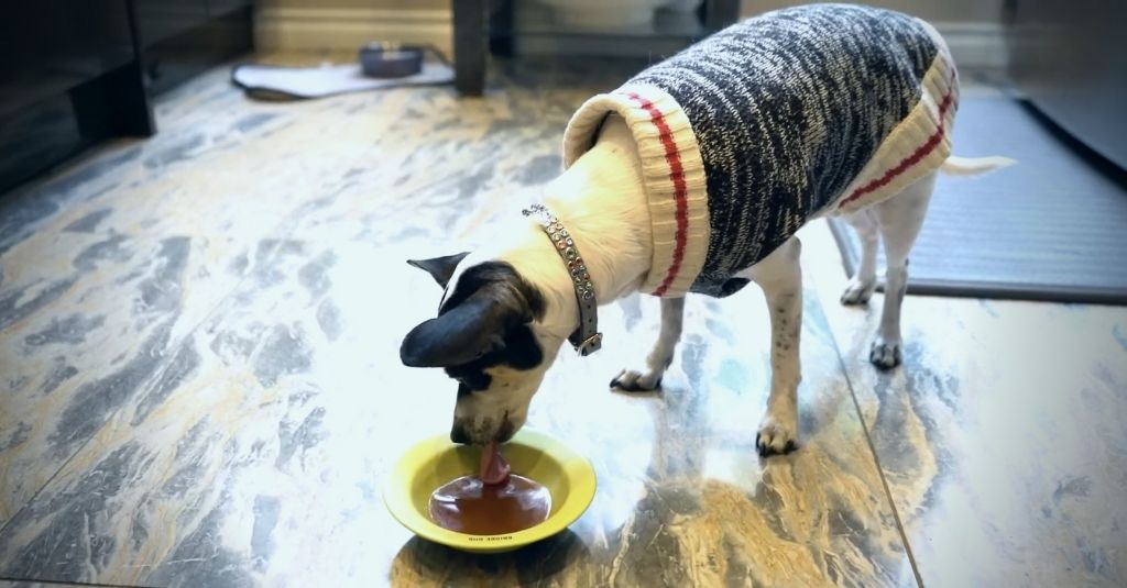 Photo of dog drinking chicken broth for dogs and cats from a small yellow dish