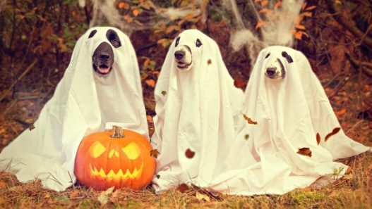 A group of different pets sitting on a brick wall with pumpkin on halloween