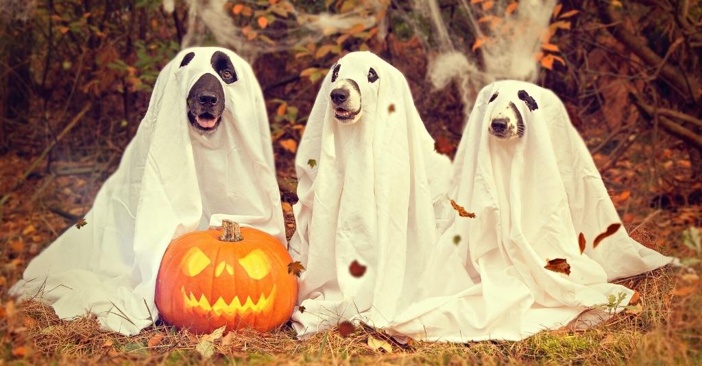 A group of different pets sitting on a brick wall with pumpkin on halloween