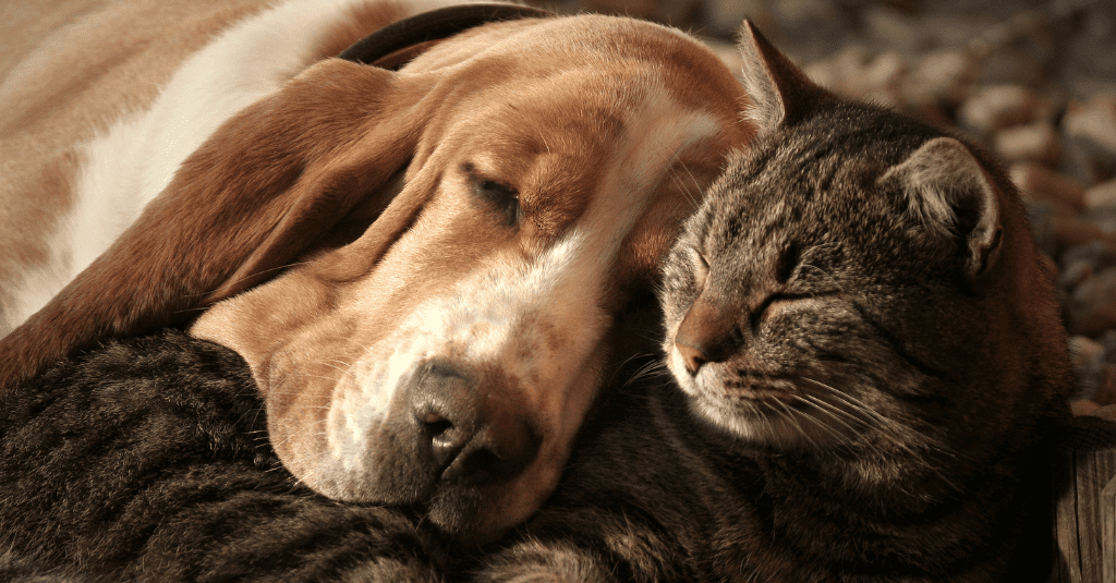Cuddly dog and kitty sleeping together - Sick dog kitty remedy chicken broth for dogs and cats