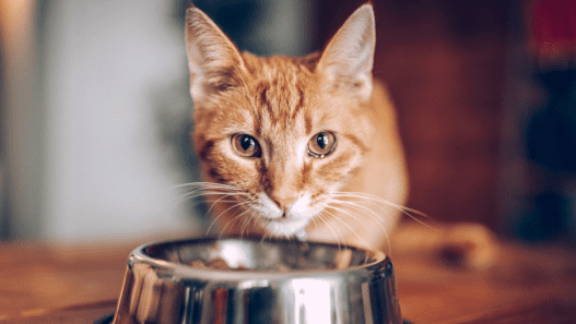 Can cats eat dog food? Orange cat looking up from silver bowl filled with food.