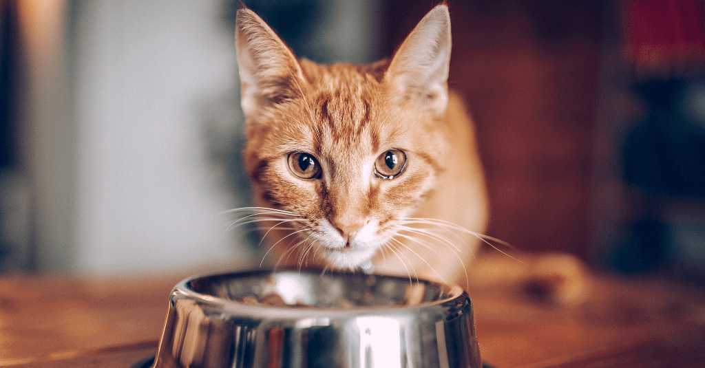 Can cats eat dog food? Orange cat looking up from silver bowl filled with food.