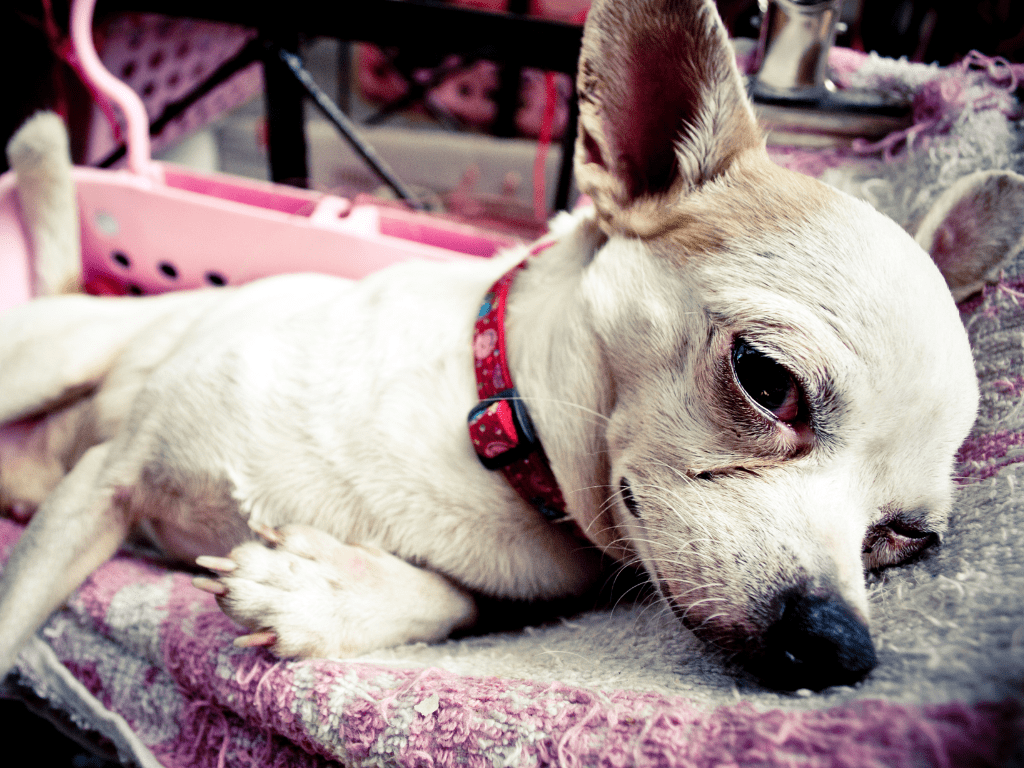 Photo of a small chihuahua dog looking sick to represent gallstones in dogs and cats