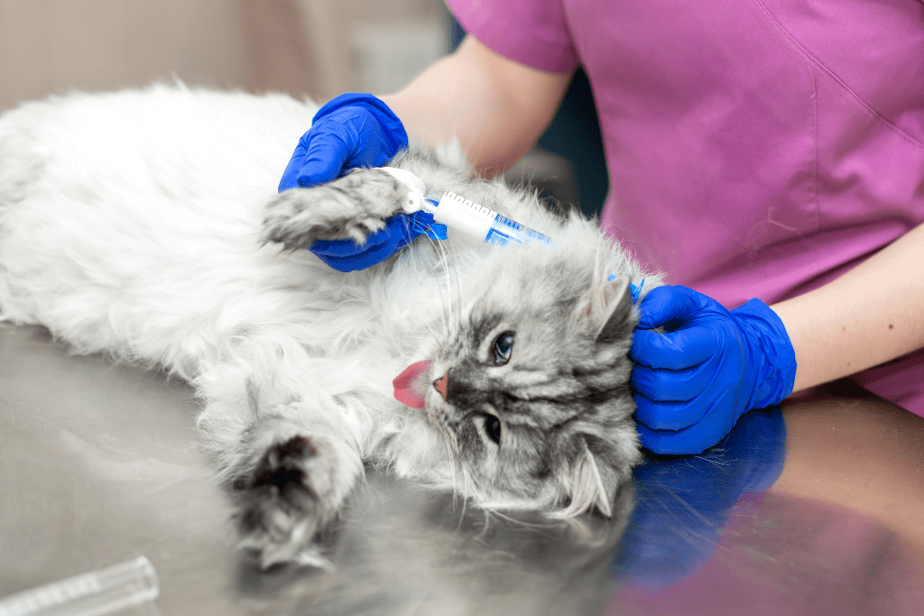 Photo of a vet testing a cat's blood to diagnose gallstones in dogs and cats