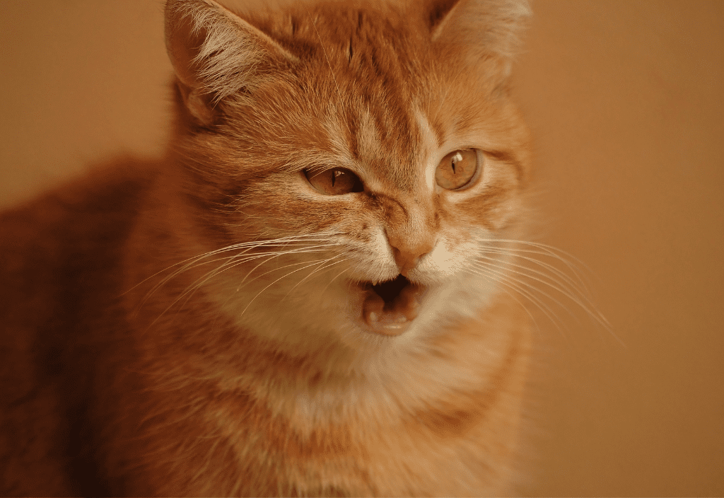 Photo of a ginger tabby cat sneezing as a representation of common signs of cat flu.
