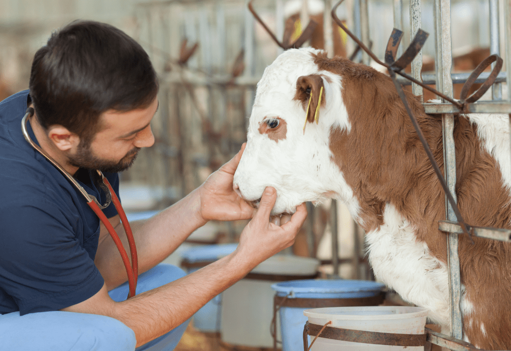 Image of a man examining a cow with a stethoscope around his neck in representation of holistic vets and other types of veterinarian specialists