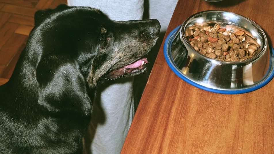 Photo of a black lab dog getting ready to eat a bowl of dog food to represent diet changes for cat and dog liver detox