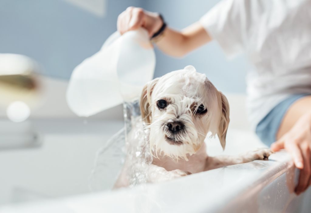 Photo of a small white furry dog being bathed by a human to illustrate the theme of dog and cat dandruff in the winter 