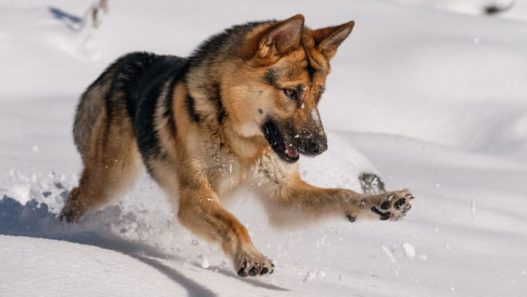 Photo of a German Shephard dog running and playing around in the snow to introduce the theme of dog and cat dandruff in the winter