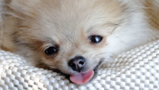 Photo of a small furry dog, like a Pomeranian, with the tongue sticking out, like he is gagging, to illustrate acid reflux in dogs.