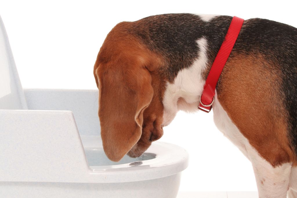 Photo of a brown, black and white dog (like a Beagle) looking inside a toilet bowl to represent a acid reflux in dogs.