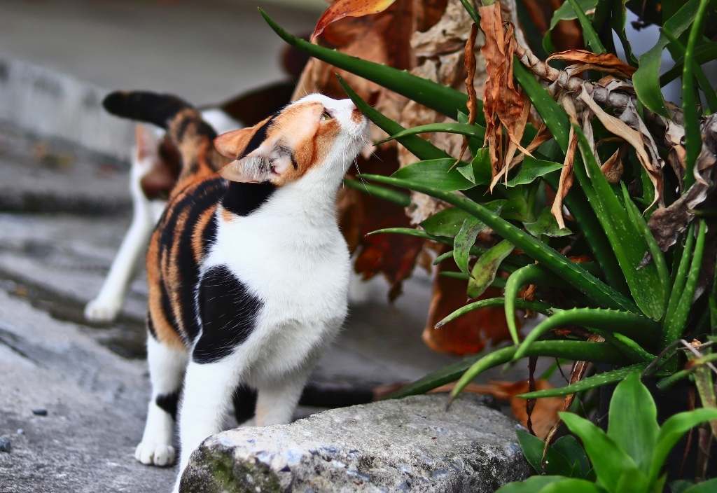 Calico cat sniffing wild aloe vera outside.