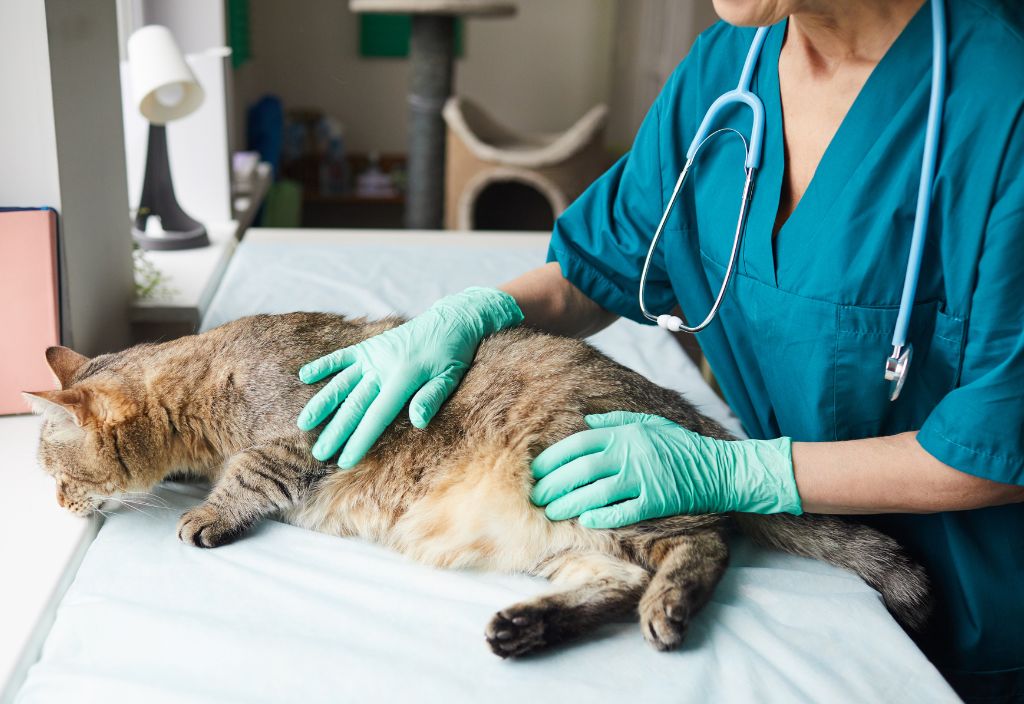 Image of a cat's abdomen being examined by a vet in search of symptoms of liver issues in cats and dogs