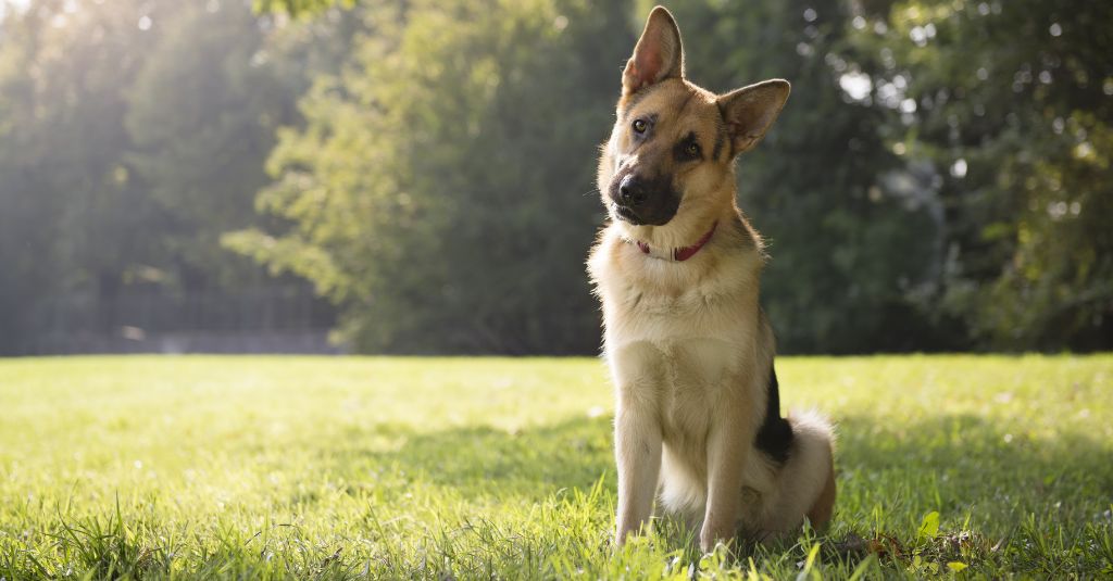Photo of a German Shephard dog on a green field looking at the camera with a slight head tilt to illustrate a blog post about why you shouldn't use an immune booster for dogs