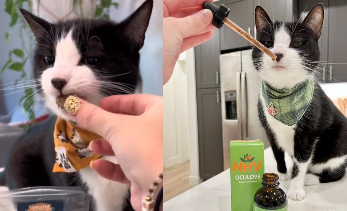 Photo collage shows Milkshake the cat getting her tax treat when mom is making meals for Holly the dog TikTok sensation and taking NHV Oculove for eye health. 