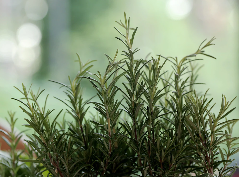 Photo of a bush of Thyme, a natural herb safe for pets