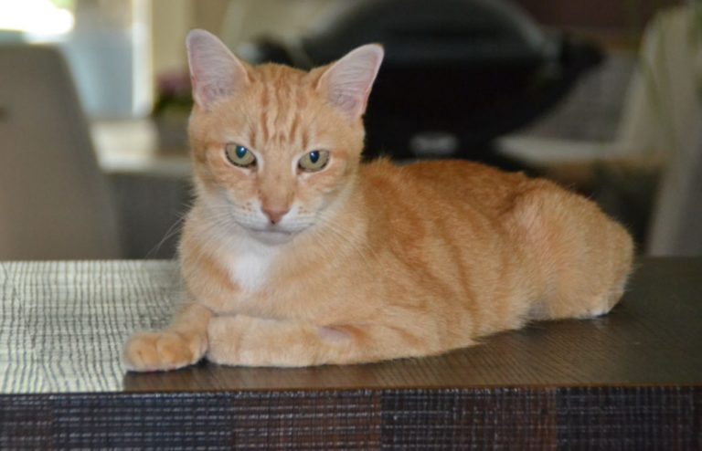 Image showcasing Lymphoma Symptoms in Cats: Sydney's Success - NHV Natural Pets