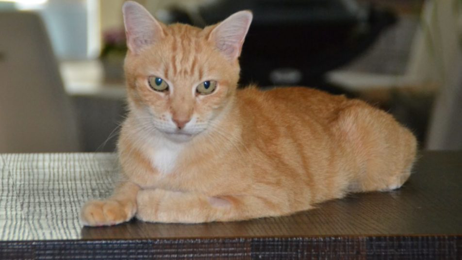 An orange cat looking normal and getting better from lymphoma symptoms in cats.