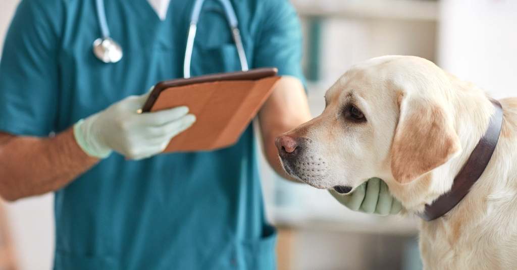 Dog being examined by a veterinarian.
