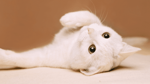 Picture of a white cat laying with belly side up to represent the symptoms of e. coli in dogs and cats