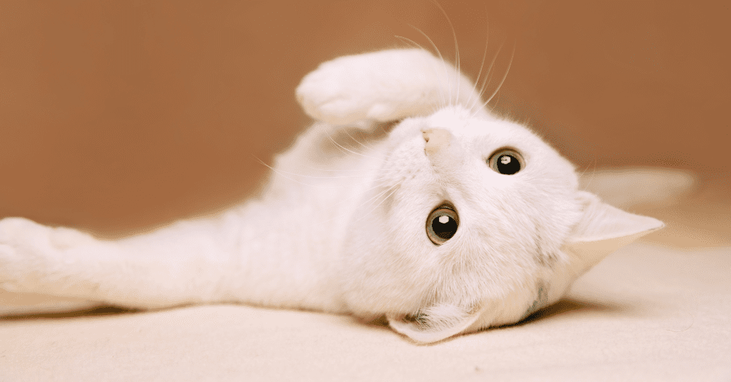Picture of a white cat laying with belly side up to represent the symptoms of e. coli in dogs and cats