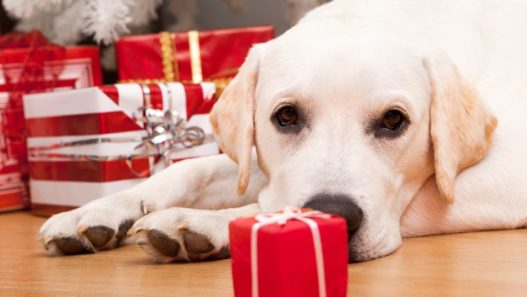 Photo of a golden lab laying down on the floor surrounded by presents in red wrappings to illustrate a blog about 4 ways to calm dogs during the holidays