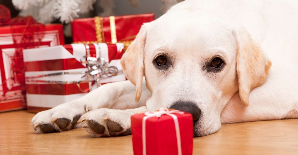 Photo of a golden lab laying down on the floor surrounded by presents in red wrappings to illustrate a blog about 4 ways to calm dogs during the holidays