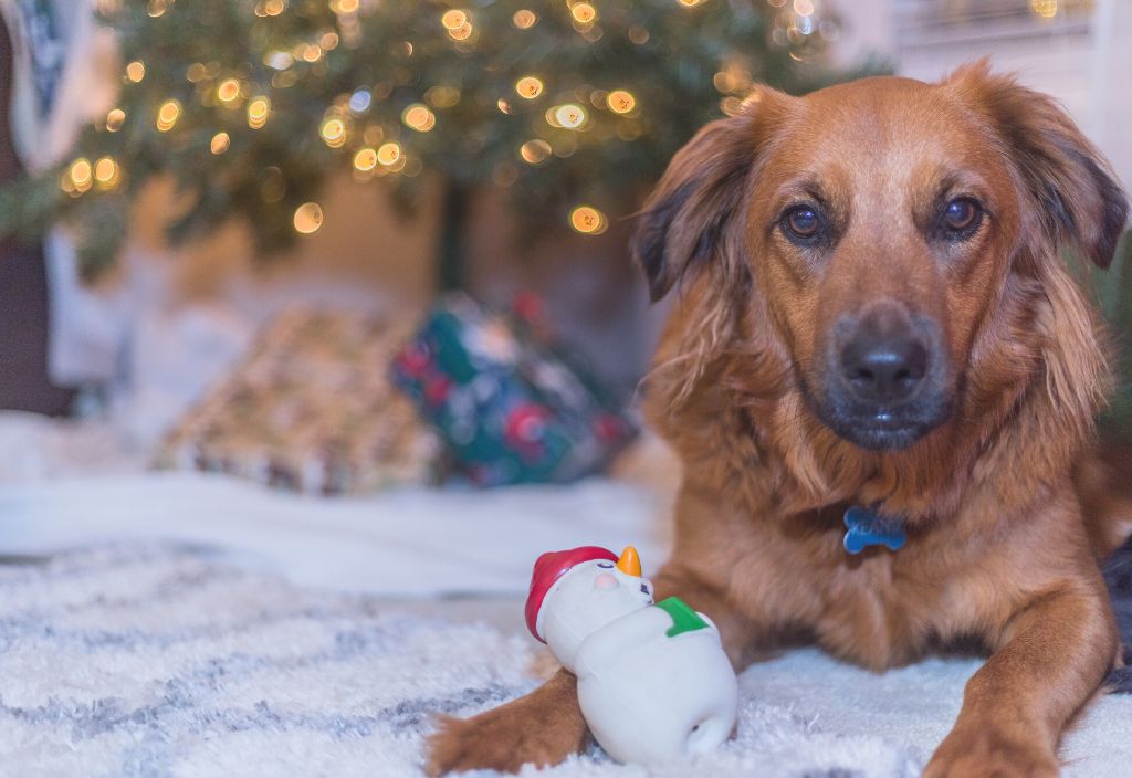 Photo of caramel colored dog with a snowman toy laying down in front of a Christmas tree to represent how new toys can help calm dogs during the Holidays