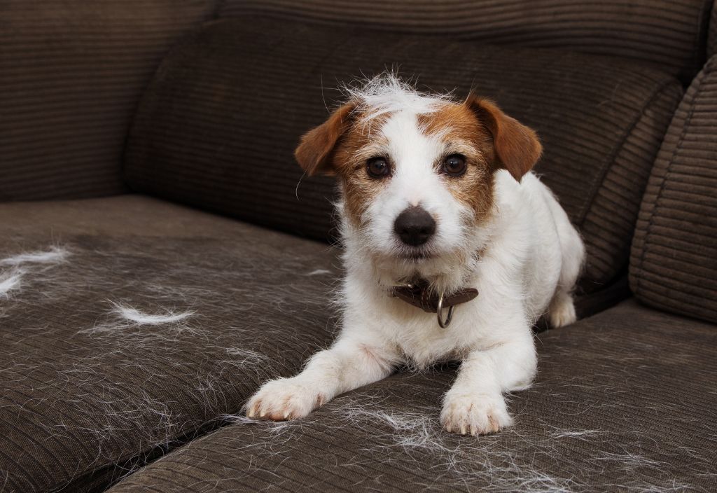 Photo of a Jack Russel dog shedding white fur all over a brown couch to illustrate possible symptoms of problems with adrenal glands in dogs