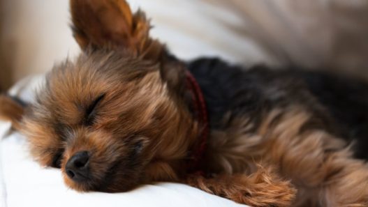 Photo of a Yorkshire Terrier laying down with eyes closed, to represent a issues with adrenal gland in dogs