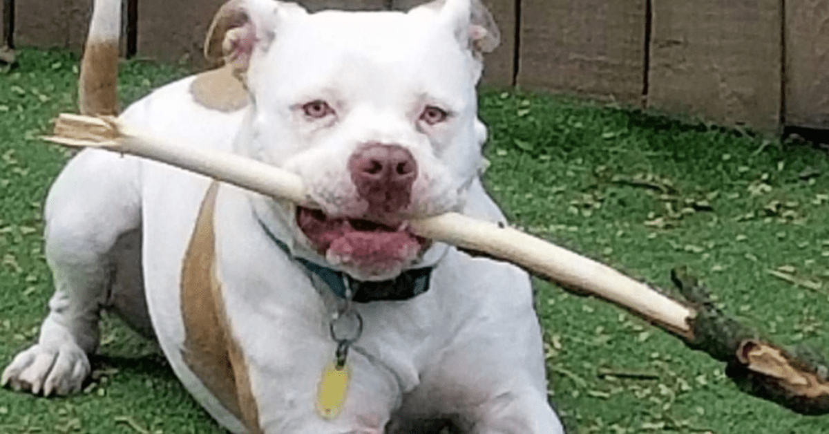 White dog with lumps on dogs biting a stick and playing in the backyard.