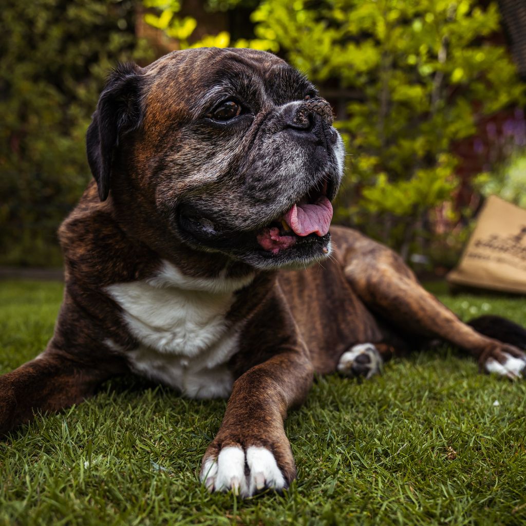 Photo of a senior dog laying down on a field to represent degenerative diseases and most common symptoms, including hind leg weakness in dogs.