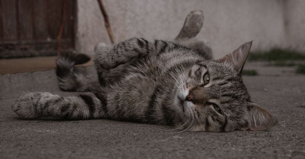 Photo of a senior cat laying down on the floor to illustrate a blog about degenerative disorders from hind leg weakness in dogs to feline cancer