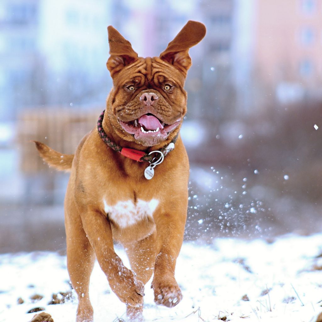 A photo of a caramel bull-type dog running in the snow without any clothes to help raise awareness about hypothermia in dogs.