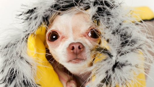 A Chihuahua dog wearing a yellow winter jacket as he looks at the camera, to illustrate hypothermia in dogs.