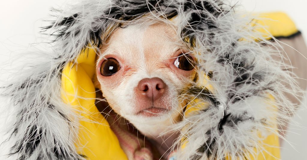 A Chihuahua dog wearing a yellow winter jacket as he looks at the camera, to illustrate hypothermia in dogs.