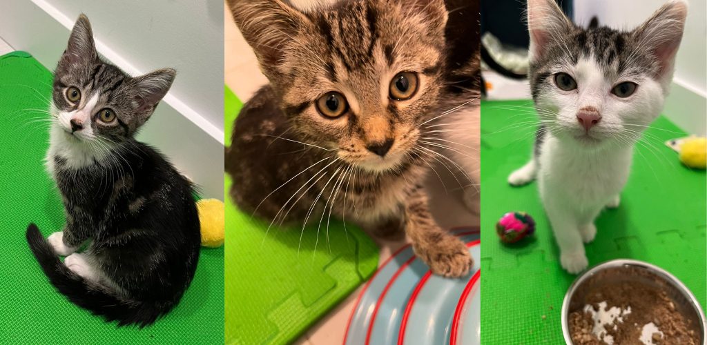 Three kitties recovered from chronic diarrhea and worms. Let's help animals in need today.