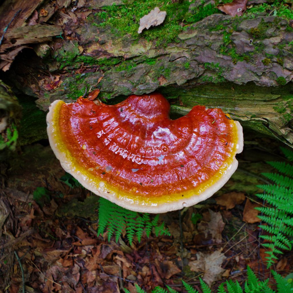 Bright red and orange, reishi mushroom  out in the wild to represent the ingredient of natural supplements with reishi mushroom for dogs and cats.