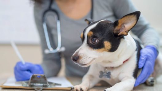 Photo of a jack russell terrier dog being examined by a vet as she writes down the results to illustrate veterinary research.