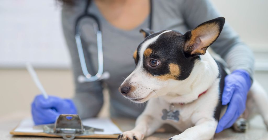 Photo of a jack russell terrier dog being examined by a vet as she writes down the results to illustrate veterinary research.