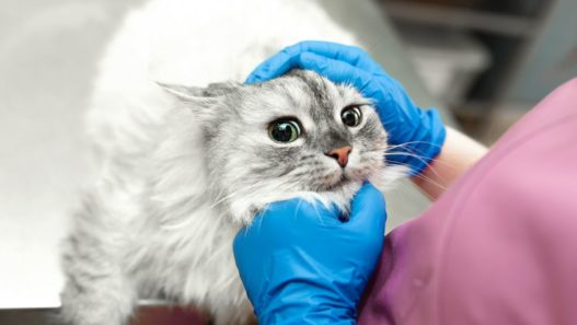 Image of a vet examining a grey cat to illustrate an anemic cat.