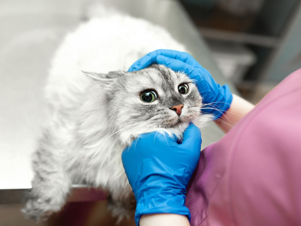 Immagine di un veterinario che esamina un gatto grigio per illustrare un gatto anemico.