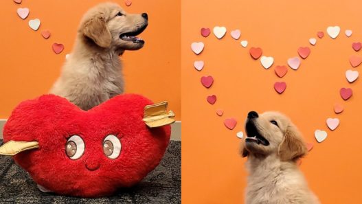 Photo of a puppy Golden Retriever with an orange background with hearts to illustrate NHV Love Giveaway for Valentine's Day 2023.