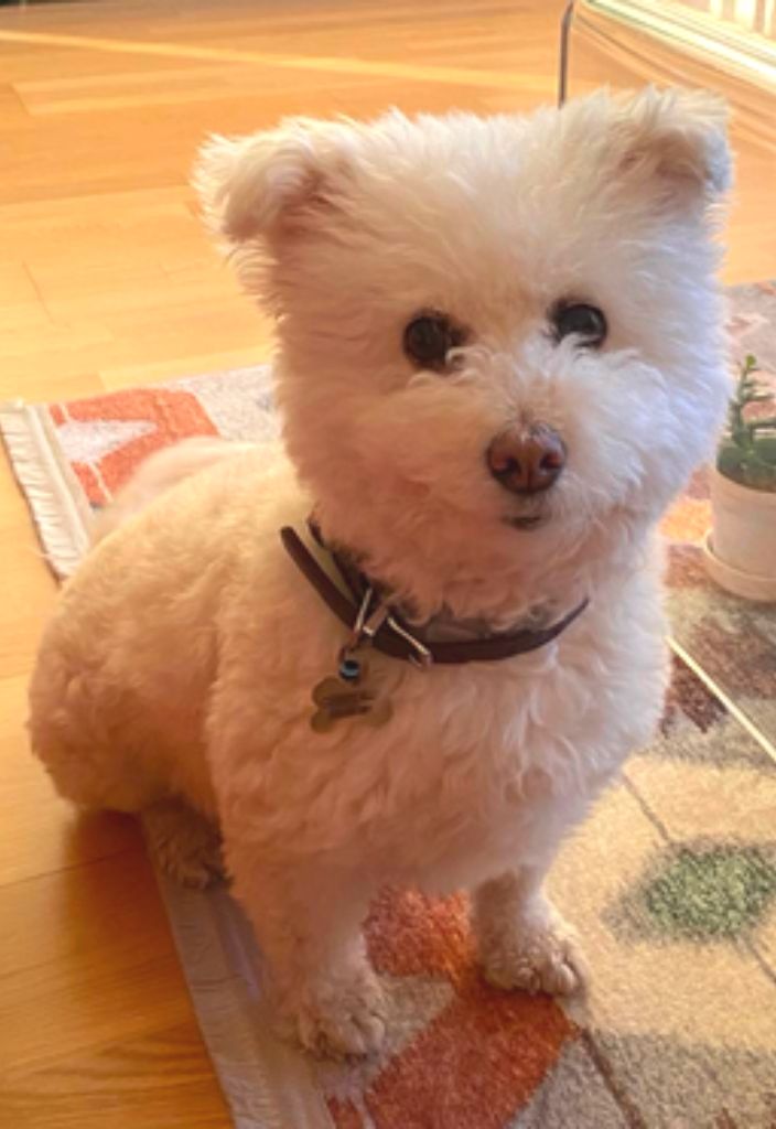 Small fluffy white dog sits on colorful rug. Dog heart issues won't stop her!
