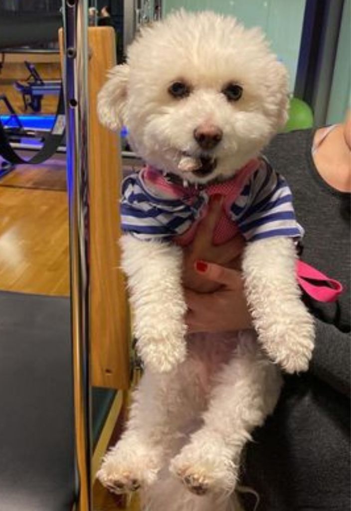 Small fluffy white dog in a blue and white striped shirt being held by a human.