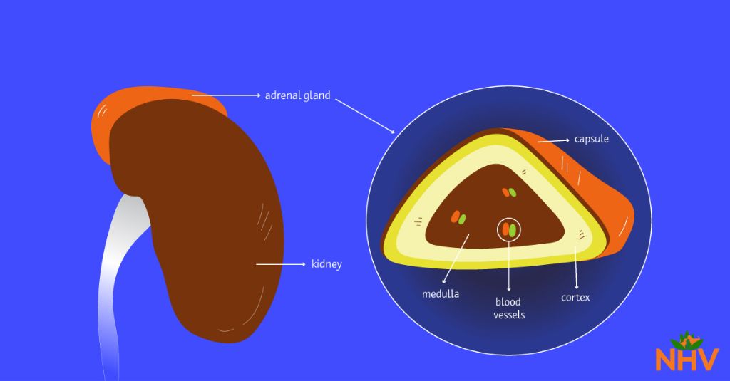 Infographic of the adrenal gland in dogs