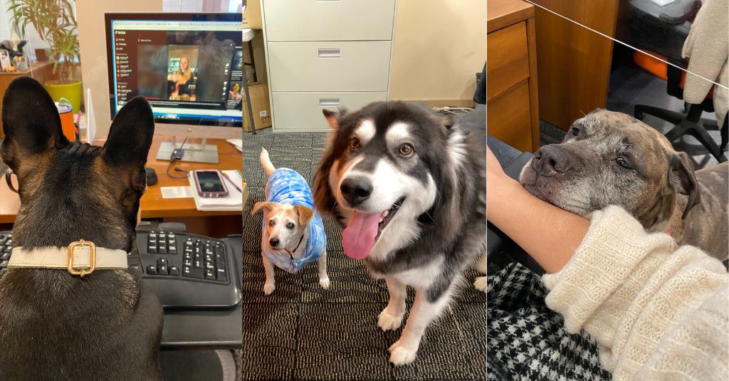 A collage with three photos of four working dogs in the NHV office.