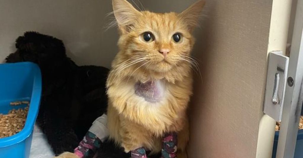 Orange cat in hospital after severe cat anemia health scare.