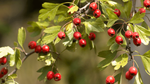 A bush with red berry-like fruits to represent hawthorn herbs for dogs and cats