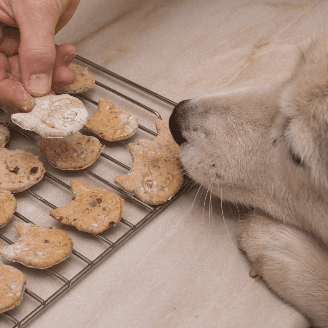 a dog smelling some homemade treats on the table on National Dog Biscuit Day